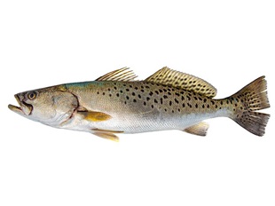 sea trout